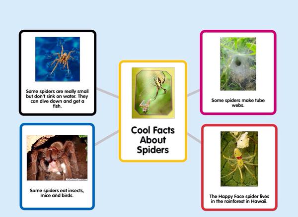 Cool Facts Bout Spiders