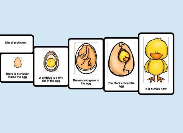 Lifecycle of a Chicken